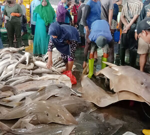 a group of people surround a pile of shark fins. 