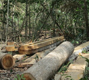 Illegal logging in Maranhão