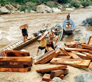 people with illegal cut down logs on a river