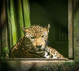An encaged jaguar at the Quistococha Zoo in Iquitos, Peru. Much of the wildlife at the facility is rescued from the wildlife trade, one of the key areas of environmental crime. (Image: Karin Pezo / Alamy)