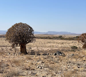 An open landscape with dry earth and a solitary tree 