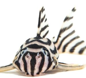 Ornamental fish 