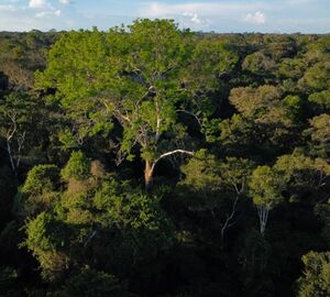 Amazon landscape, home of the harpy eagle