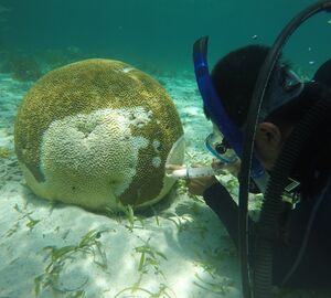 A diver next to a sick brain coral.