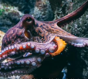 Close up image of an octopus