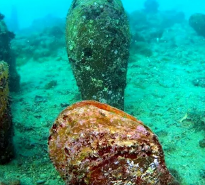 Three Pinna Nobilis (very large seashells) underwater 