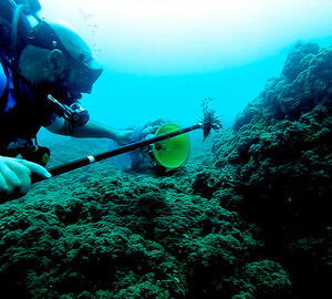 A scuba diver fishing a lionfish with a harpoon
