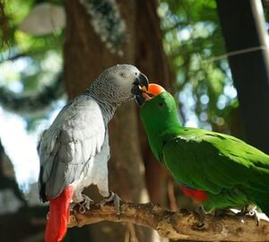 Two African parrots sitting on a branch, nestling 