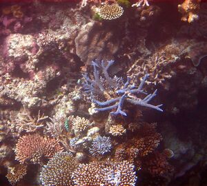 Great Barrier Reef corals