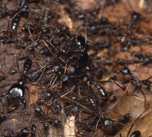 An army on ants