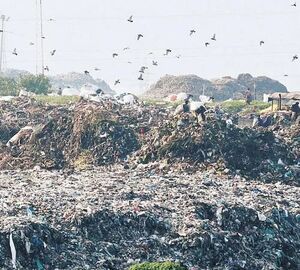piles of trash with birds overhead