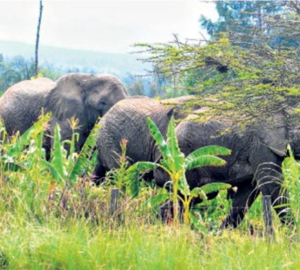 A herd elephants in a grassy area