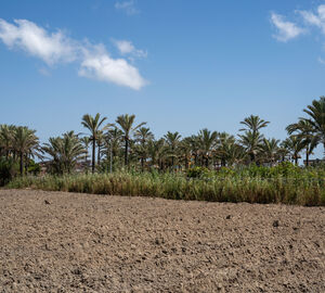 agricultural land with trees in the background