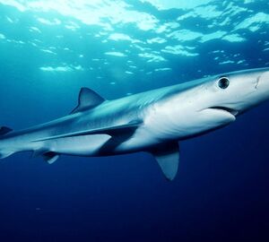 Image of a blue shark under water 