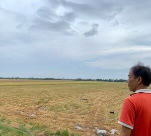 Man overlooks the expanse of a green and yellow rice field
