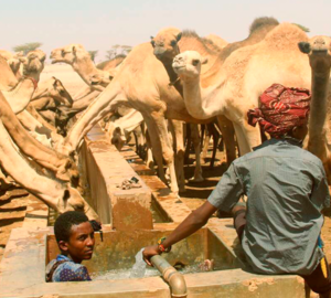 Banner image: A herder cools off in a water trough as camels drink on at a community well in Dukana, Marsabit County on July 01, 2023 / Credit: Nicholas Komu, NMG.
