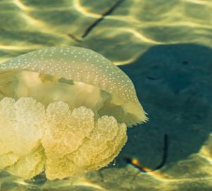 photo of a white jellyfish underwater