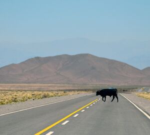 A black cow standing in the middle of a road.