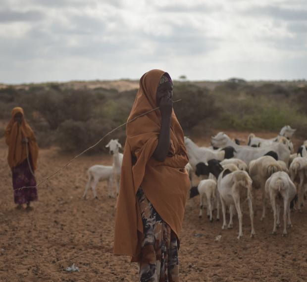 pastoralists with their herd of goats