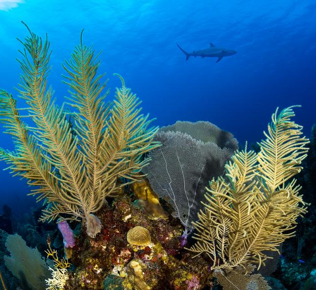 underwater photo of a reef with a shark in the background
