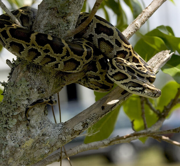 A Burmese python wrapped around a tree.