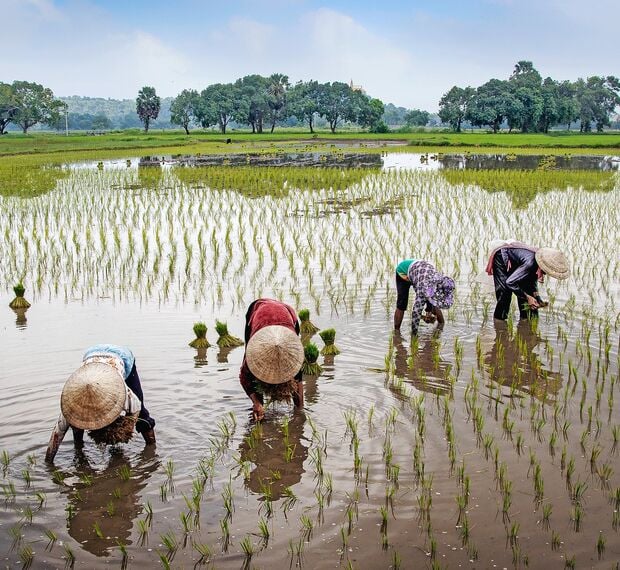 women transplanting rice in a paddy field in Vietnam