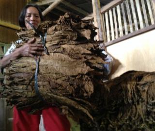 Part 3: Romancing storms, worms and leaves; growing tobacco in the shadow of environmental perils in the Philippines