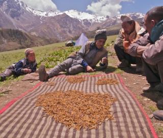 Nepal struggles to control craze for ‘Himalayan Viagra’