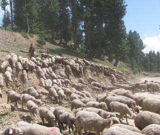 Military activities destroy Kashmir’s highland pastures