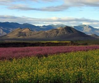 Climate change threatens Tibet’s rare alpine plants