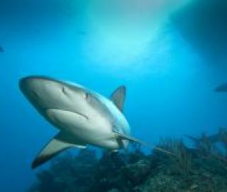 Shark Fishing's Chain of Beneficiaries