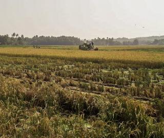 Rice field harvesting