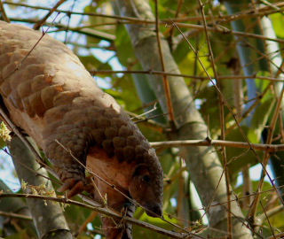 A pangolin in a tree. 