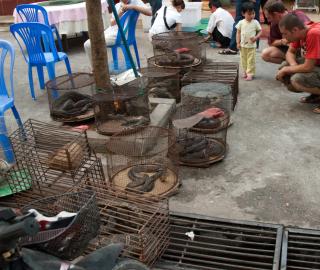 Endangered wildlife in cages at a market in Myanmar.