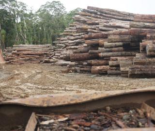 Timber in piles at Korona Logging Camp in the Solomon Islands 