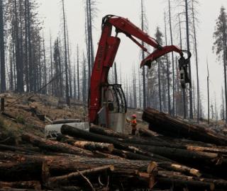 An active logging site is pictured among burnt trees from the Rim fire near Groveland, California July 30, 2014. Photo: Reuters