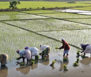 people harvesting rice from a paddy field in Goa