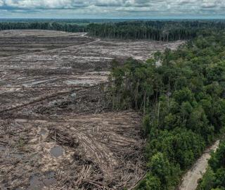Pembukaan lahan hutan untuk proyek food estate di Sepang, Gunung Mas, Kalimantan Tengah. © Muhamad Habibi / Save Our Borneo / Greenpeace
