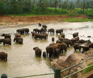 a herd of elephants in a river