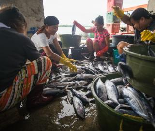 women sit on the ground with fish around them, sorting it