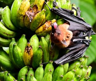 fruit bat hanging off leaf