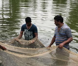 Catching the fish at the aqua farm in Vishakapatnam / CreditL: Monika Mondal.