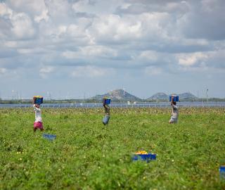 Banner image: Men carry baskets of tomatoes in a field adjacent to the solar park in Pavagada, Karnataka. Photo by Abhishek N. Chinnappa/Mongabay.