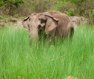 elephant in grasslands