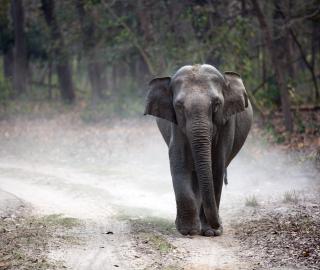 Elephant walks along a dusty road