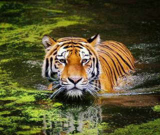 A wild tiger in a body of water