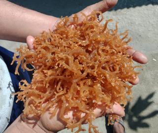 Invasive seaweed in someone's hands 