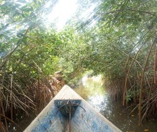 Moving through mangrove creeks within the Keta ramsar complex. Credit: Jonas Nyabor