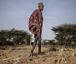 Luis Tato/FAO A Turkana man stands at a severely damaged sorghum crop part of his community farm providing food for 100 households in Loima, Turkana County, Kenya. An increasing number of second-generation immature swarms continue to form in northwest Kenya.