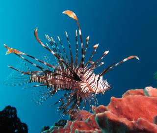 Red lion fish in the blue sea